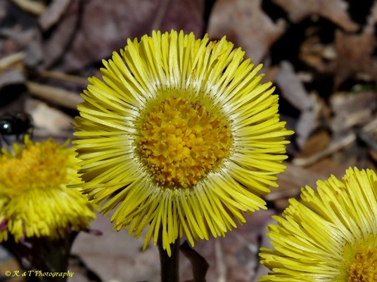 {Tussilago farfara}